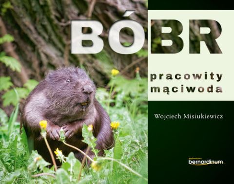 Bóbr - pracowity mąciwoda (książka) - Wojciech Misiukiewicz, popularnonaukowe, Wydawnictwo Bernardinum, 2017 r., oprawa twarda - 52831 9788378239475