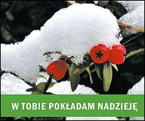 W tobie pokładam nadzieję - Aniołek dla Ciebie (książka), aforyzmy anegdoty, WYD. JUT, 2014 r., oprawa miękka - 43438 9788364402685
