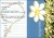 Margaretka - apostolat - 11439